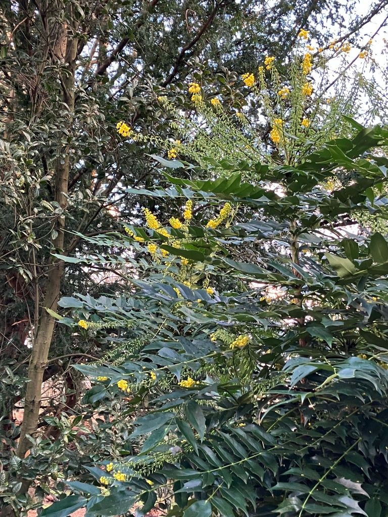 Mahonia japonica