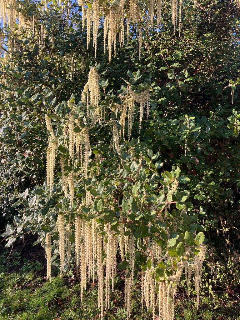Garrya elliptica