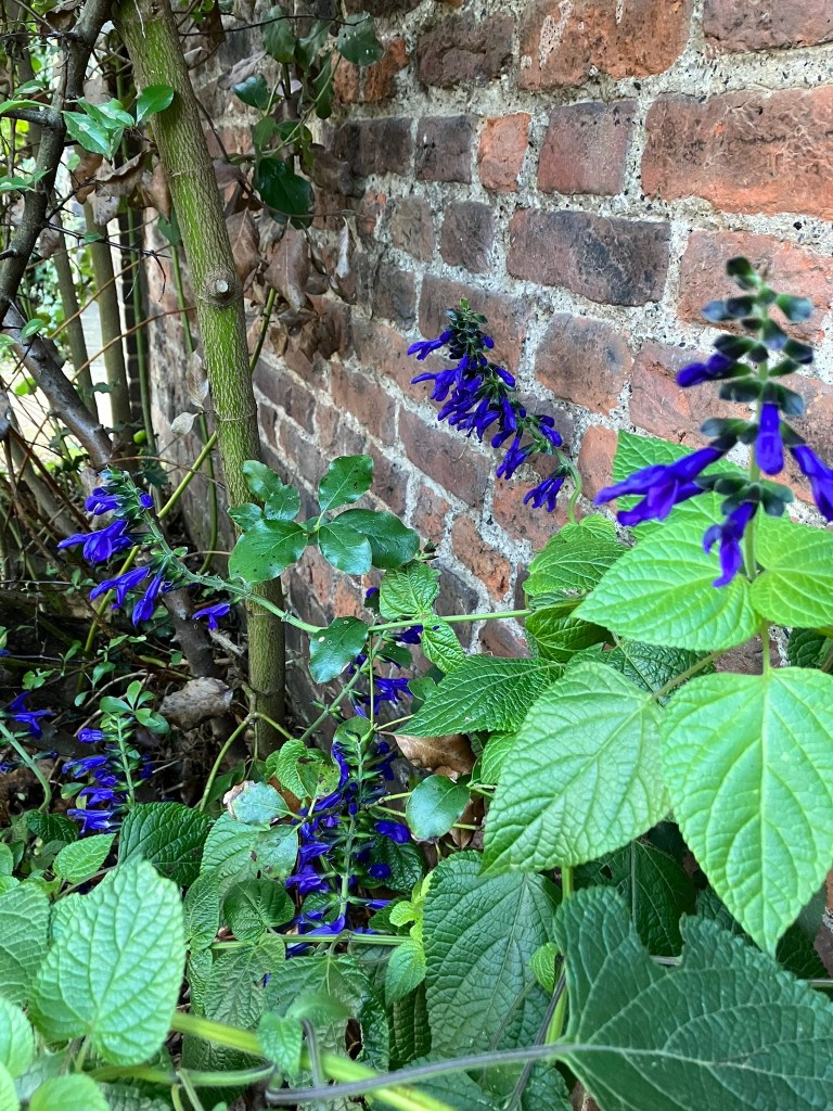 Salvia guarantica 'Black and Blue'
