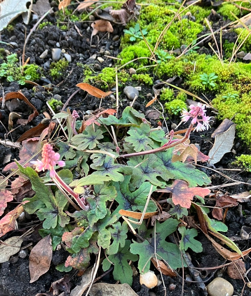 Tiarella 'Spring Symphony'