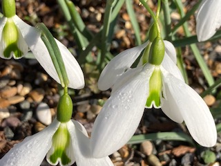 Galanthus 'John Gray' close-up