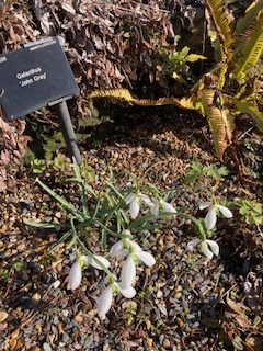 Galanthus 'John Gray'