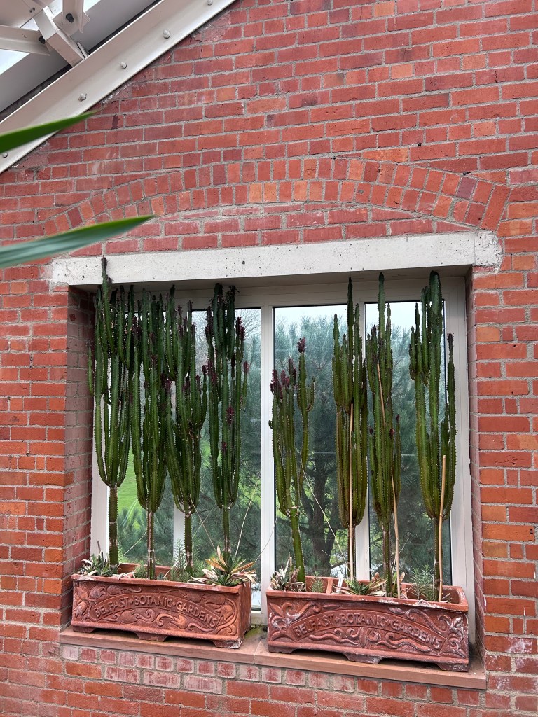 WIndows in Tropical Ravine House covered in cacti