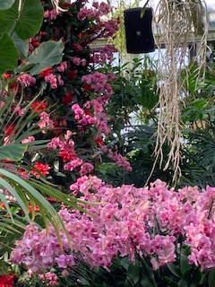 Column of orchids and hanging orchids