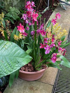 Pot of pink orchids