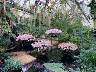 Displays of pink orchids above the pond