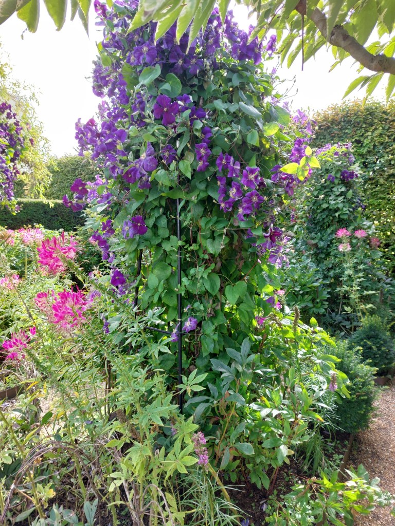 Late flowering viticella clematis
