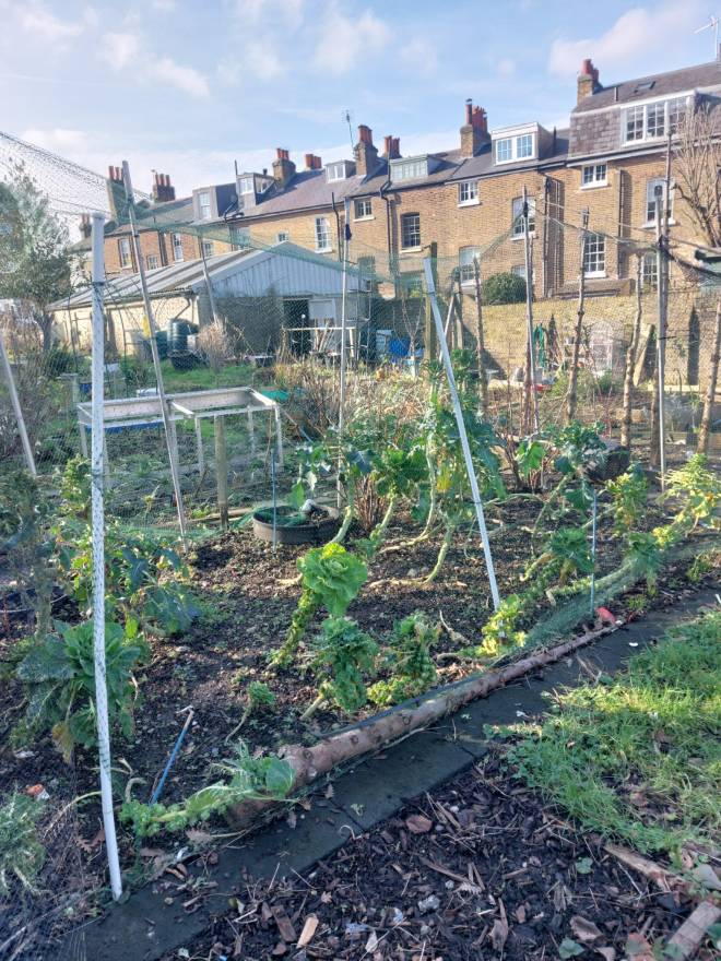 Pigeons take advantage of wind damage to netting