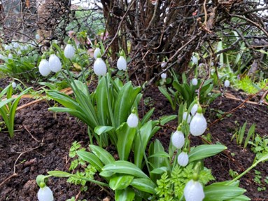 Galanthus Diggory