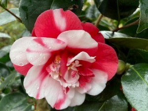 Red and white Camellia japonica