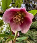 Helleborus orientalis in the Old Pond Garden at Charlton House