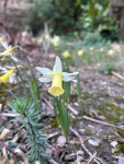 Narcissus 'Elke' in the Old Pond Garden at Charlton House