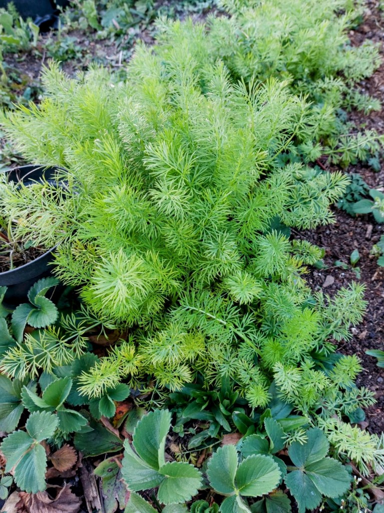 Nigella damascena seedlings