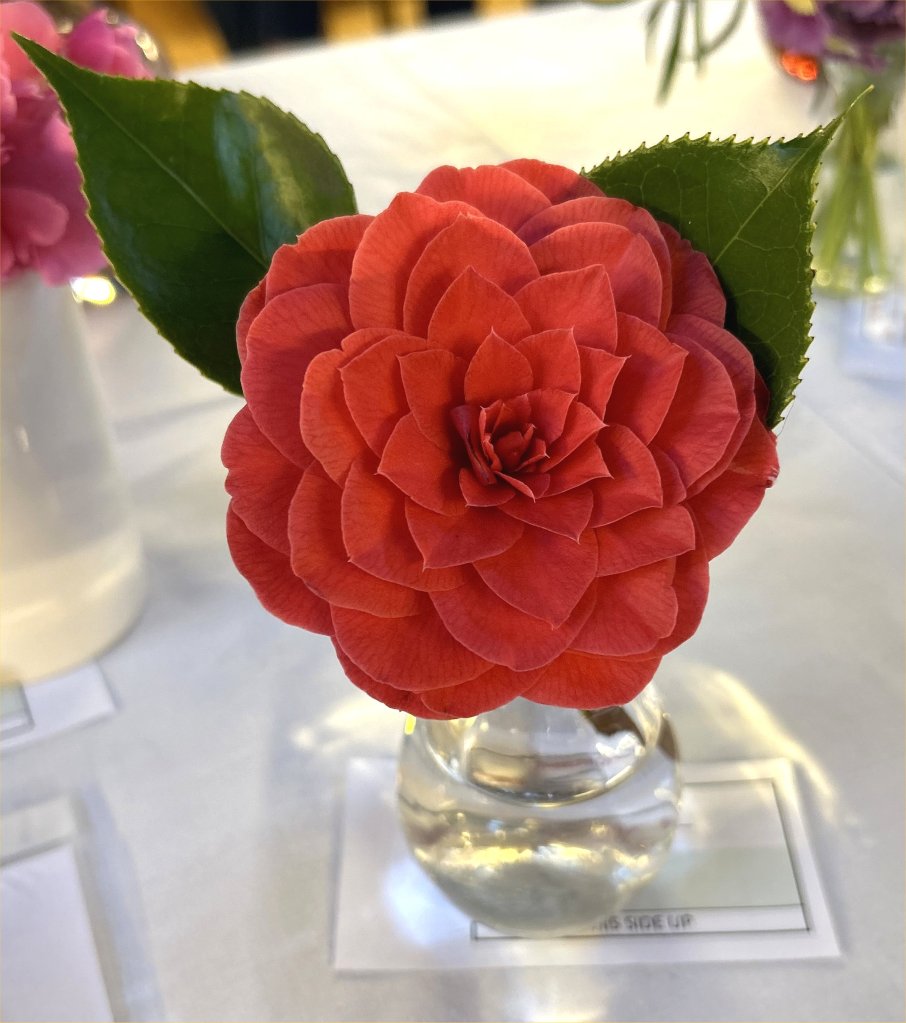 Class 5: Camellias, Rhododendrons, Azaleas or Magnolias - winning entry and Best in Show CABAHS Spring Show 2025