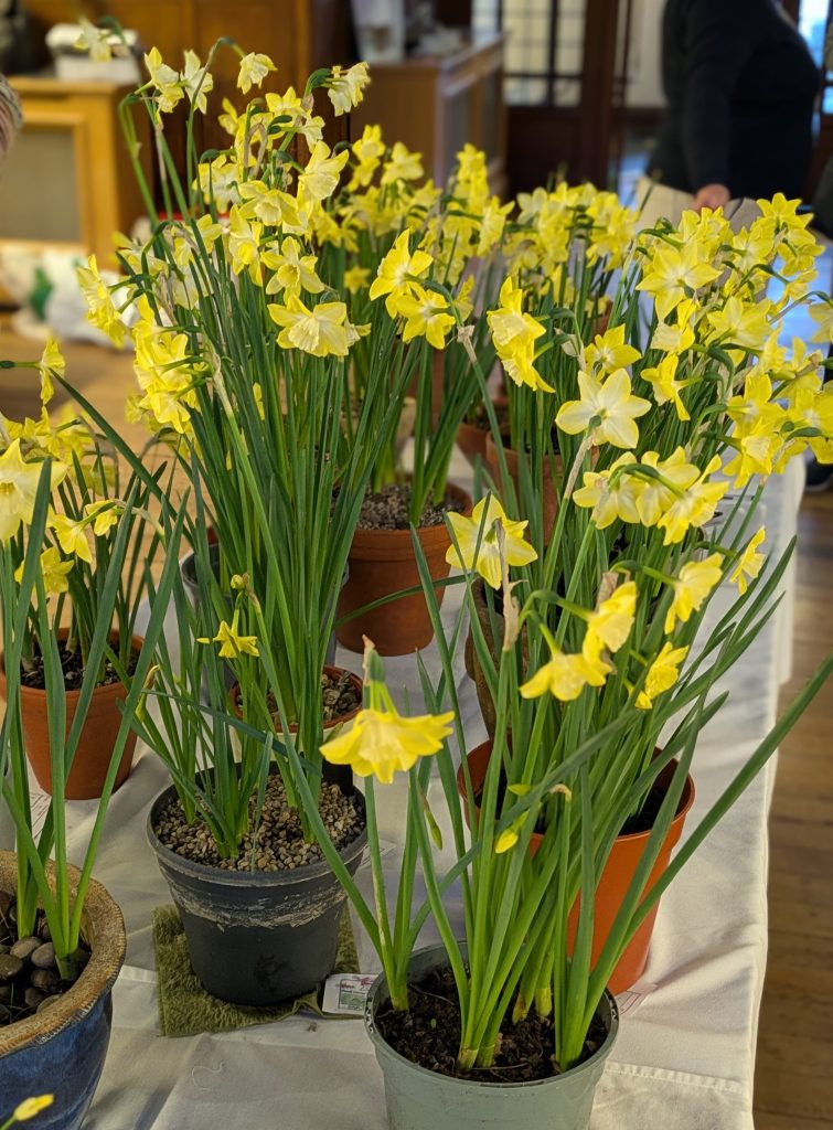Some of the 18 entries for Class 13: Narcissus 'Pipit' CABAHS Spring Show 2025
