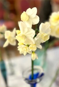 Class 1: Daffodils / Narcissi – single stem - winning entry CABAHS Spring Show 2025
