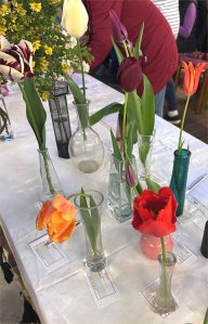Class 2: Tulips – single stem. Featuring the red, frilled winning entry CABAHS Spring Show 2025