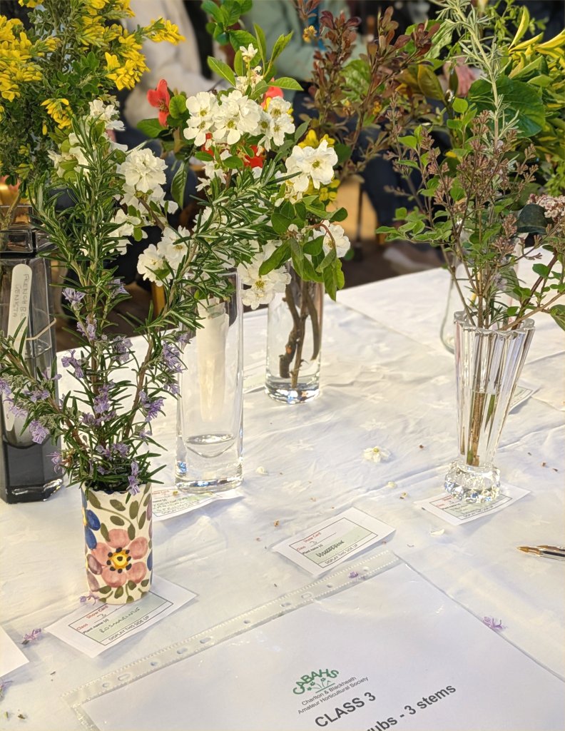 Class 3: Flowering shrubs – 3 stems CABAHS Spring Show 2025