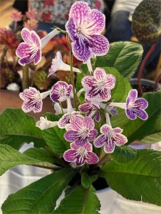 Class 8: Any pot-grown plant (indoor or outdoor): Streptocarpus CABAHS Spring Show 2025