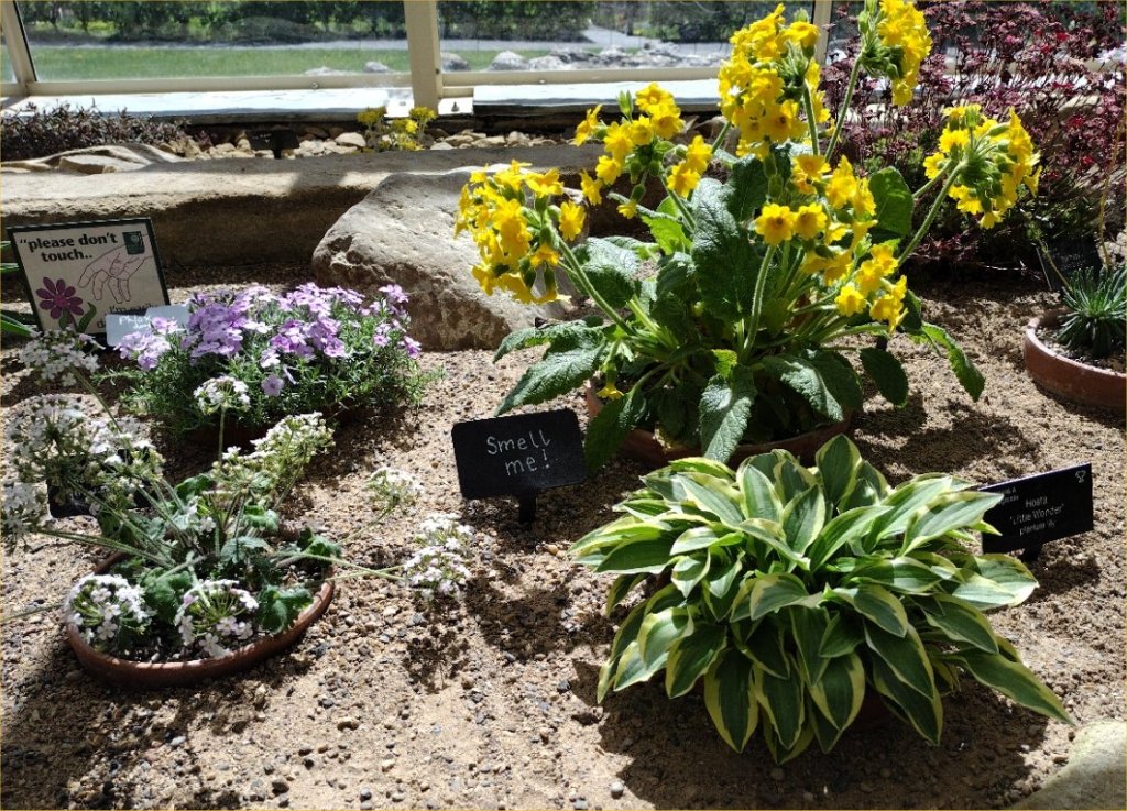 Alpine house at RHS Harlow Carr, May 2025