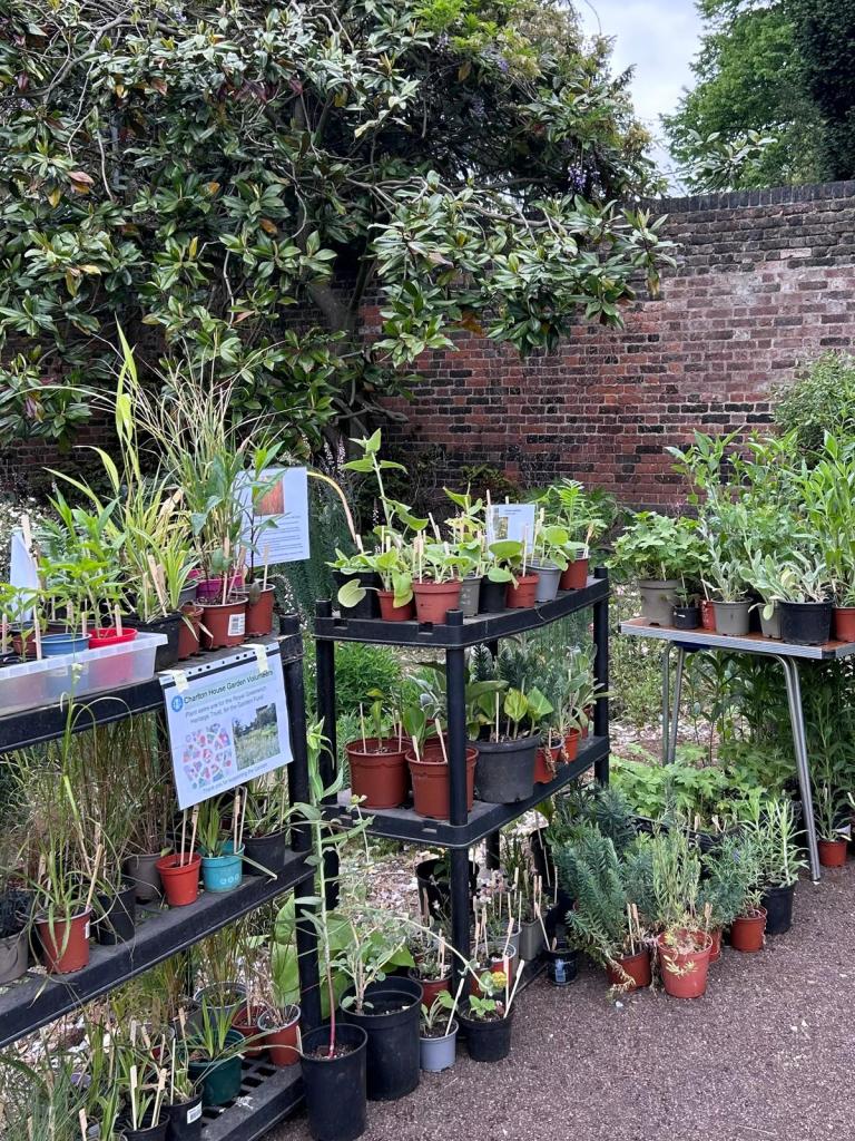 Plants for sale! Charlton House Gardens volunteer plant stalls, May 2025