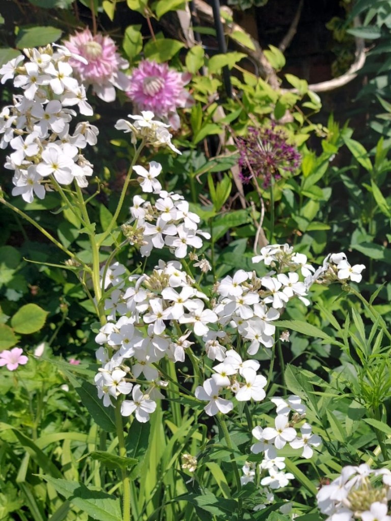 Sweet rocket - Hesperis matronalis
