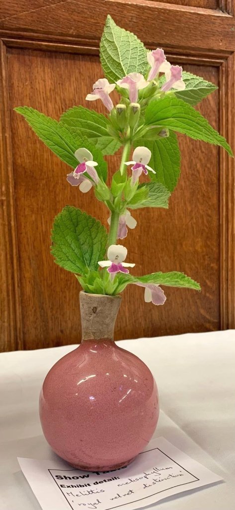 Melittis melissophylum 'Royal Velvet Distinction' on the CABAHS Show Table, May 2025