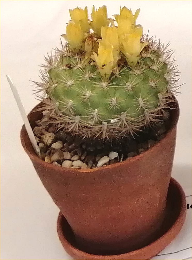 Parodia cactus on the CABAHS Show Table, May 2025