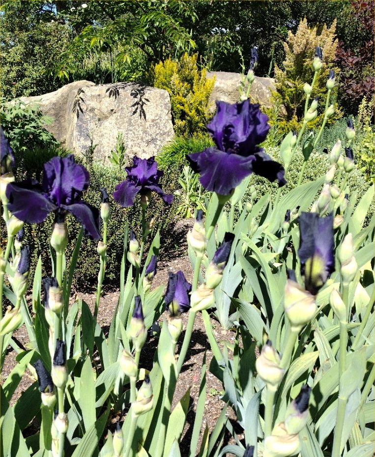Iris 'Draco' at RHS Harlow Carr, May 2025