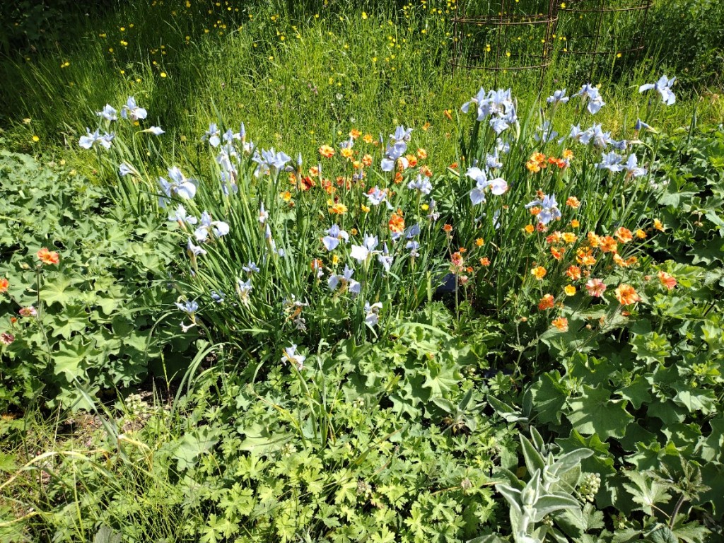 Iris and Geum at RHS Harlow Carr, May 2025