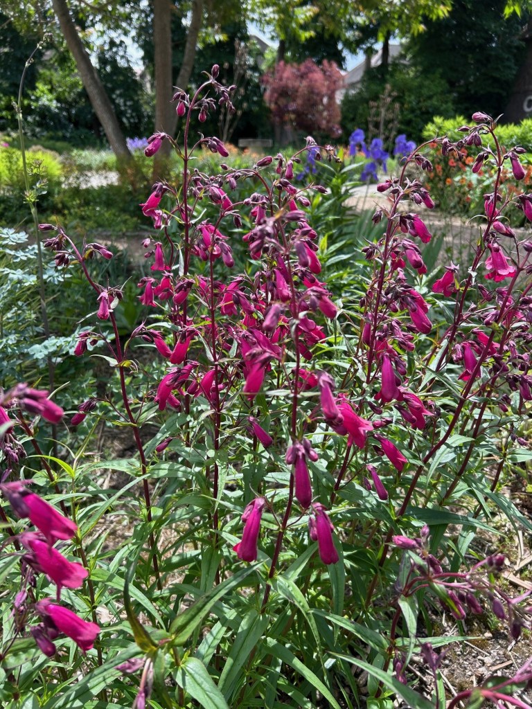 Penstemon Garnet