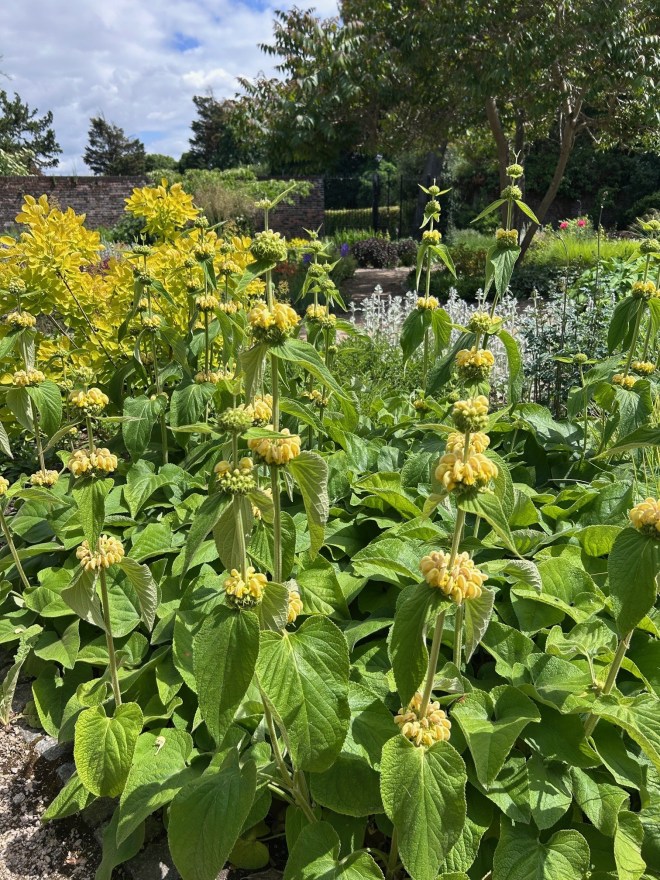 Phlomis russeliana