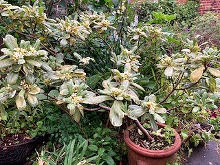 Pittosporum tobira 'Neige du Mont Ventoux'