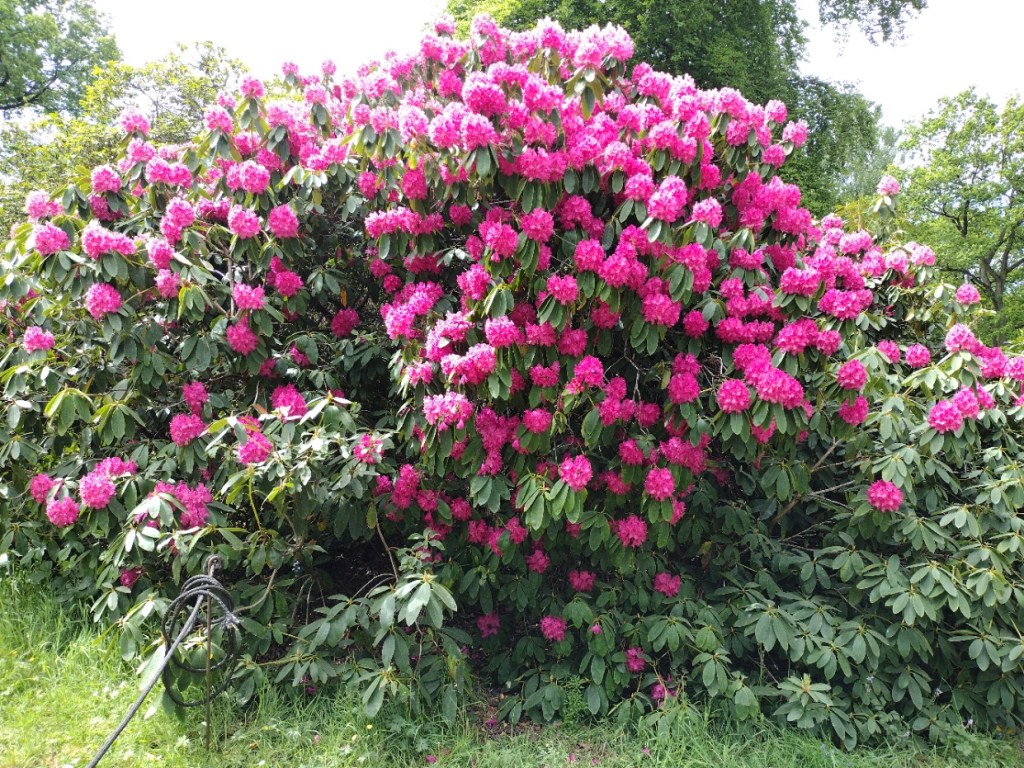 Rhododendron at RHS Harlow Carr, May 2025