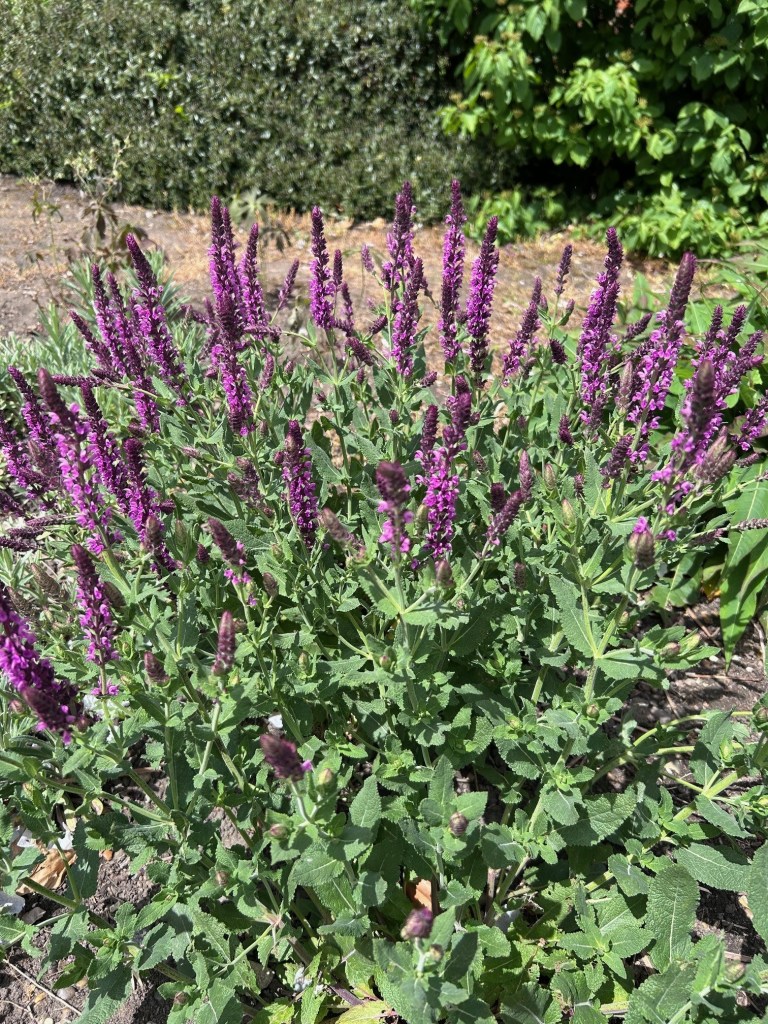 Salvia nemorosa Pink Beauty