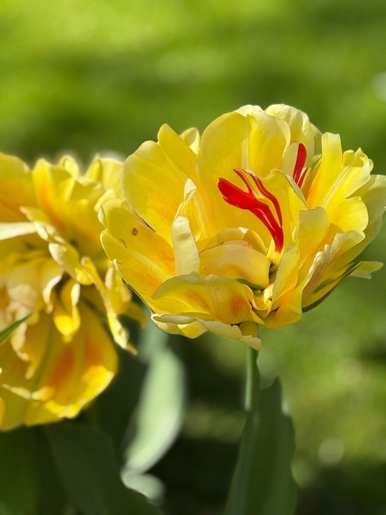 Tulip at Keukenhof Gardens, April 2025