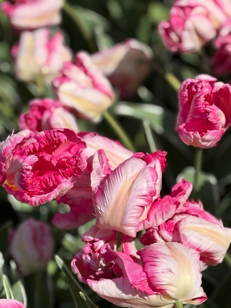 Tulip at Keukenhof Gardens, April 2025