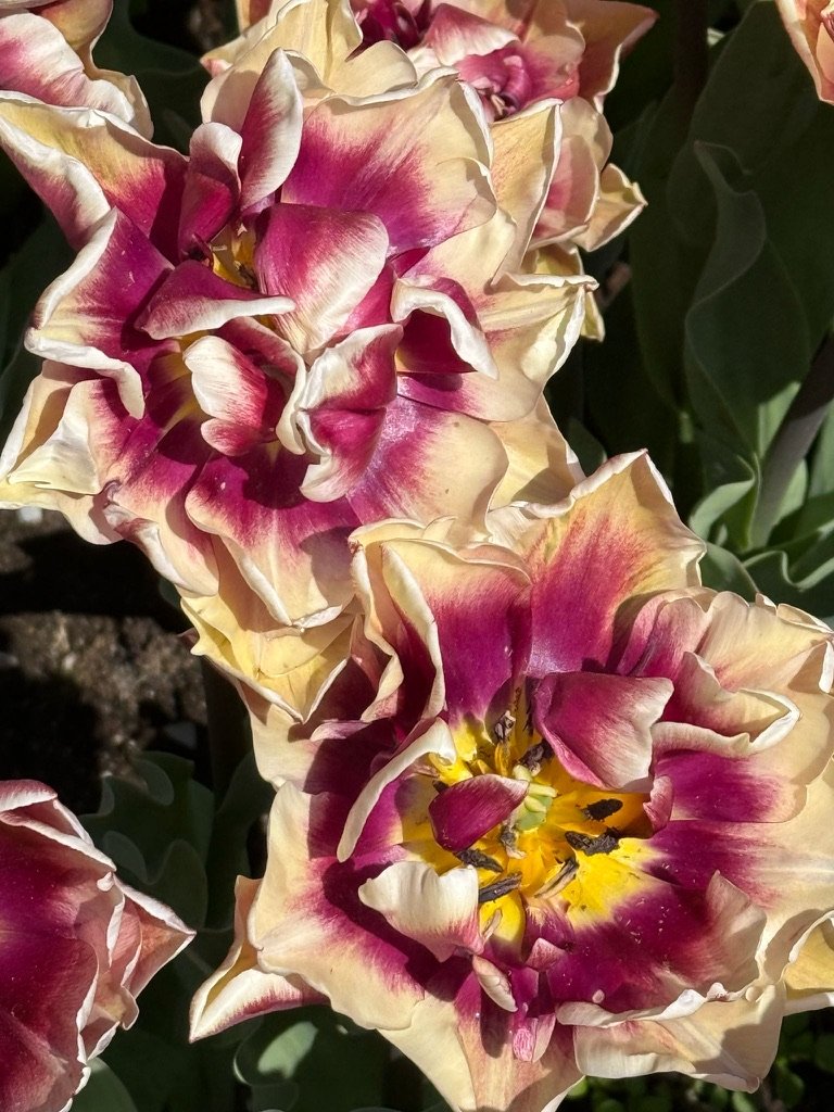 Tulip at Keukenhof Gardens, April 2025