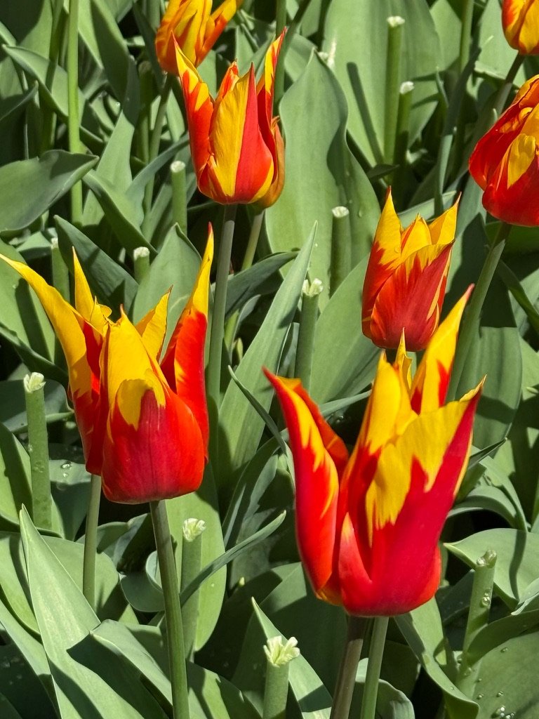 Tulip at Keukenhof Gardens, April 2025