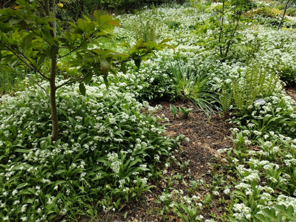 Wild garlic, RHS Harlow Carr, May 2025
