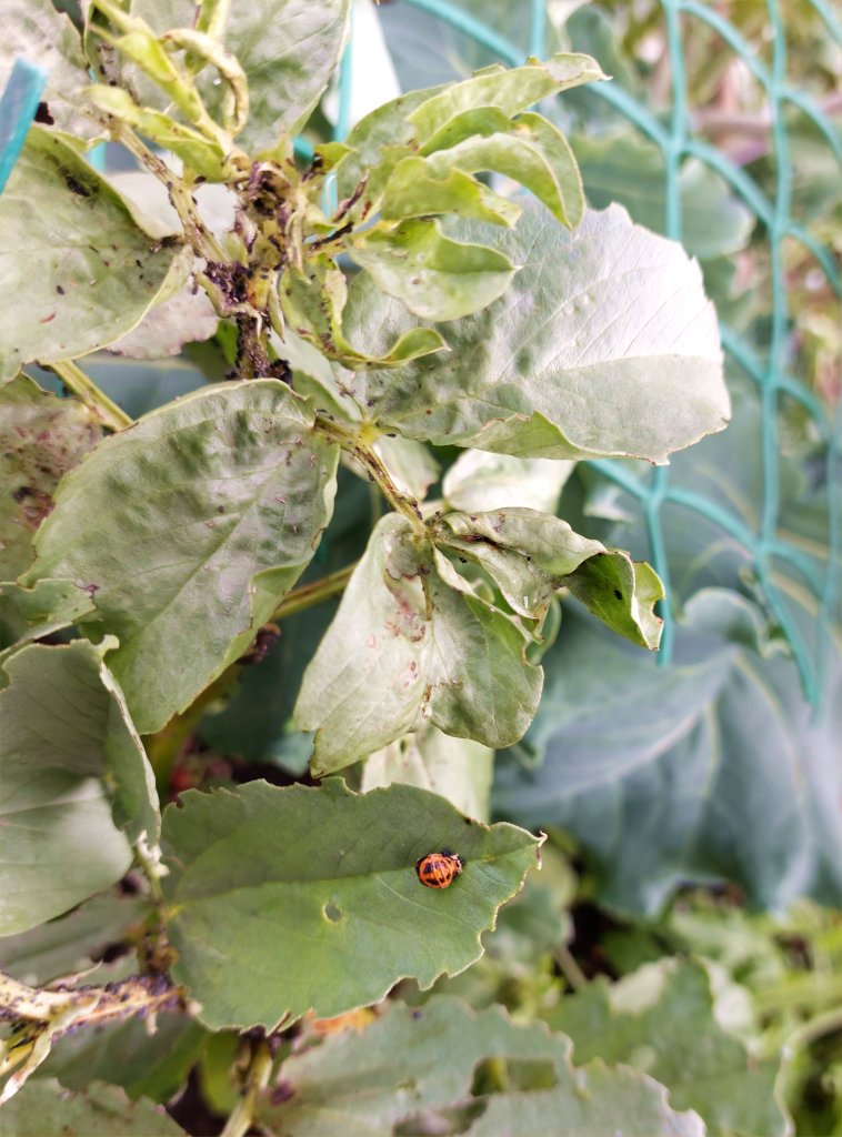 Aphid-ridden broad beans and ladybird larva