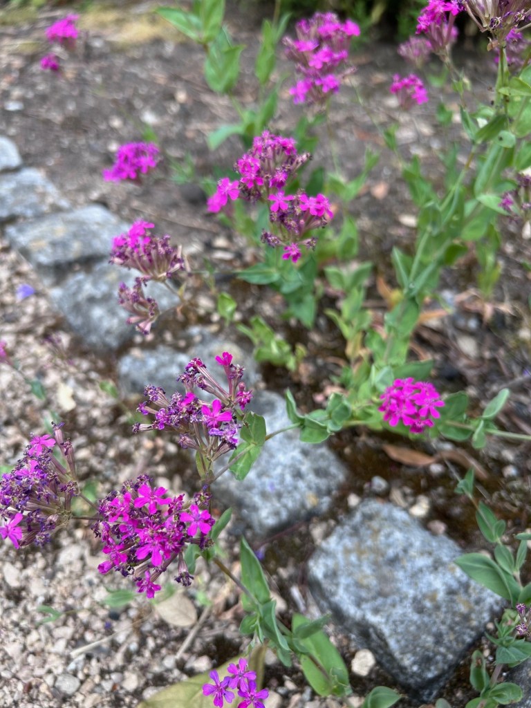 Silene armeria Electra