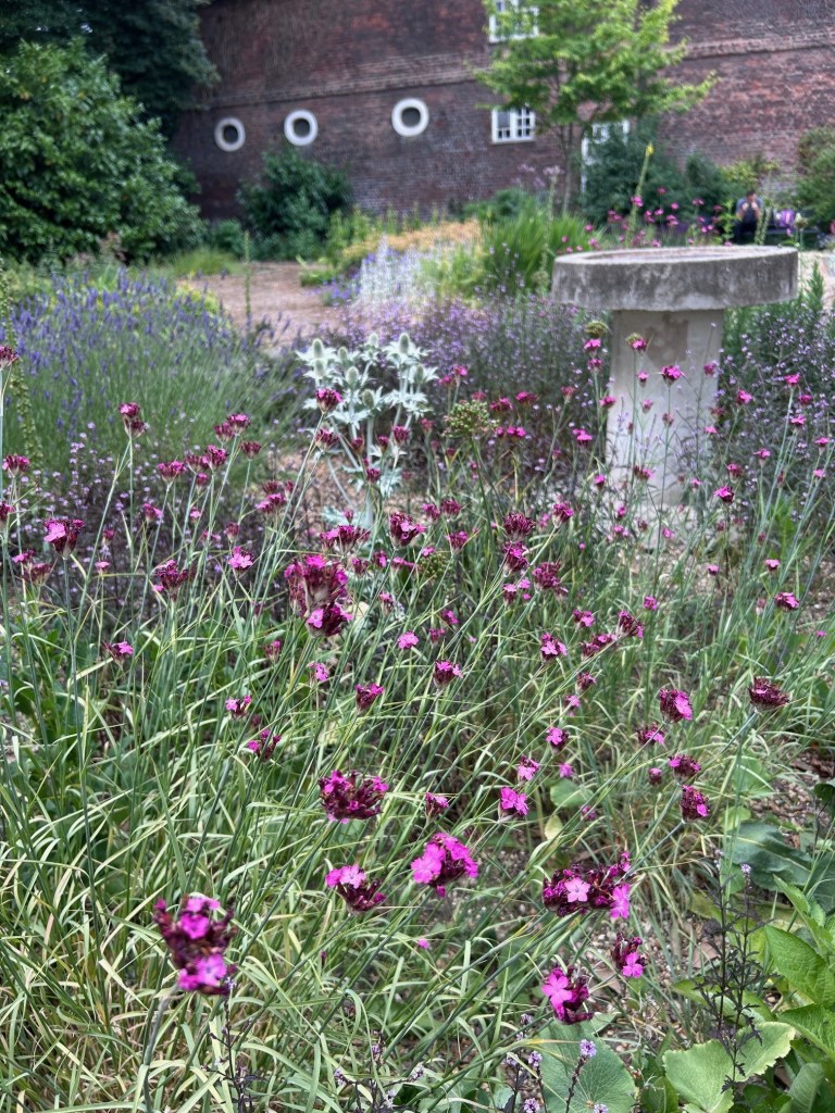 Carthusian Pink in the central bed