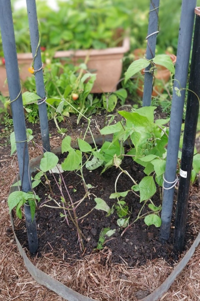 Leggy runner beans!