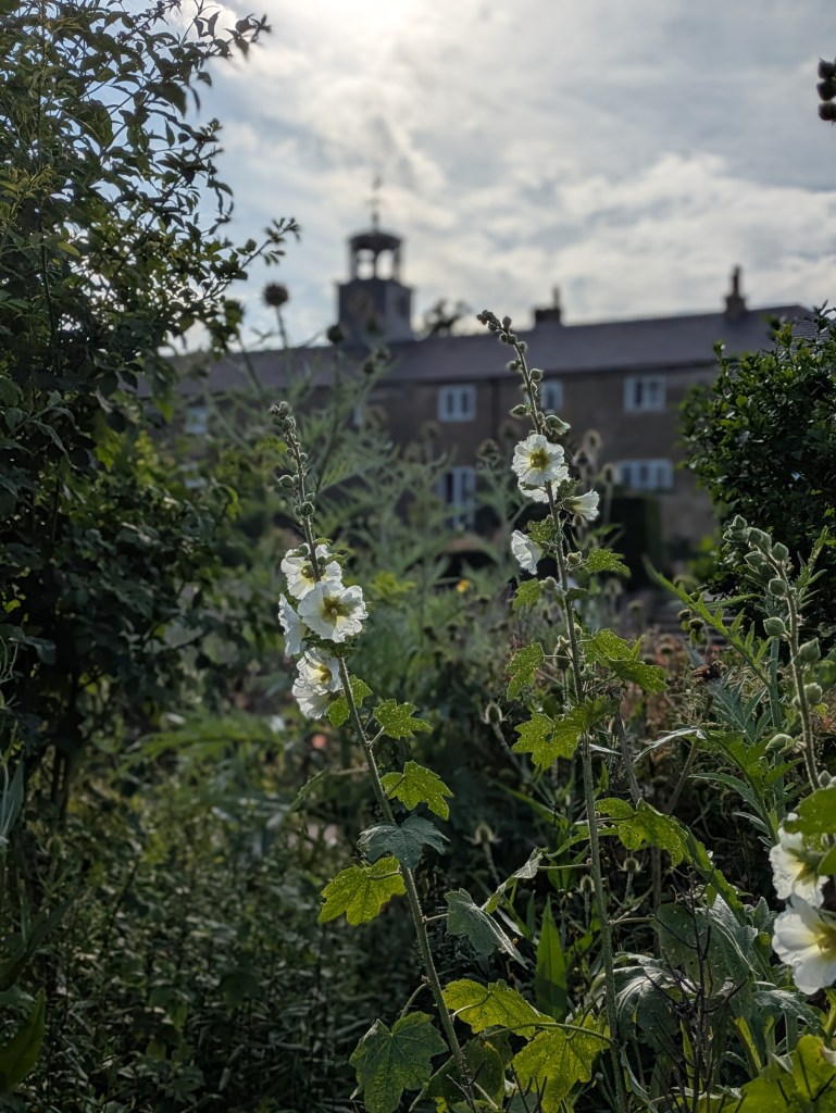 Sensory and wildlife garden at Beckenham Place Park, June 2025