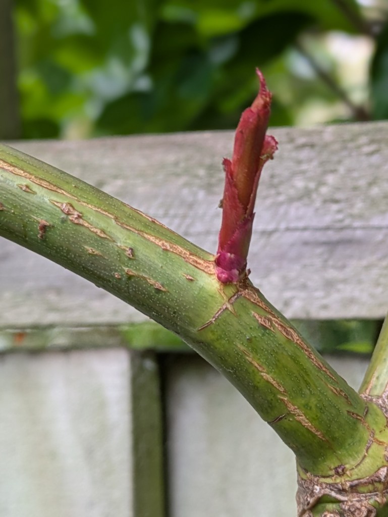 Near-horizontal rose stem with a new bud breaking
