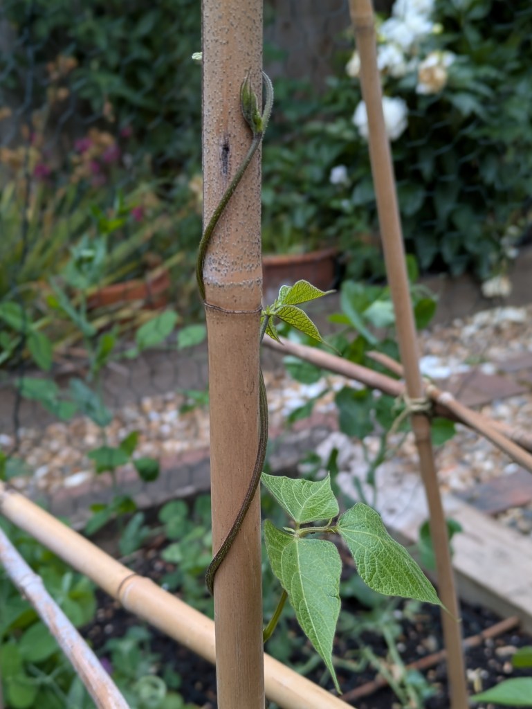 Runner beans are keen to climb now