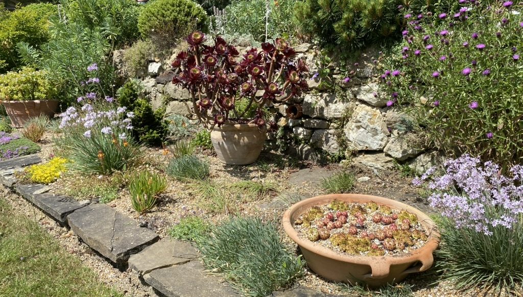 Sun filled terraces at Long Barn Gardens, which display the Aeoniums, Tulbaghias and a variety of succulents. June 2025