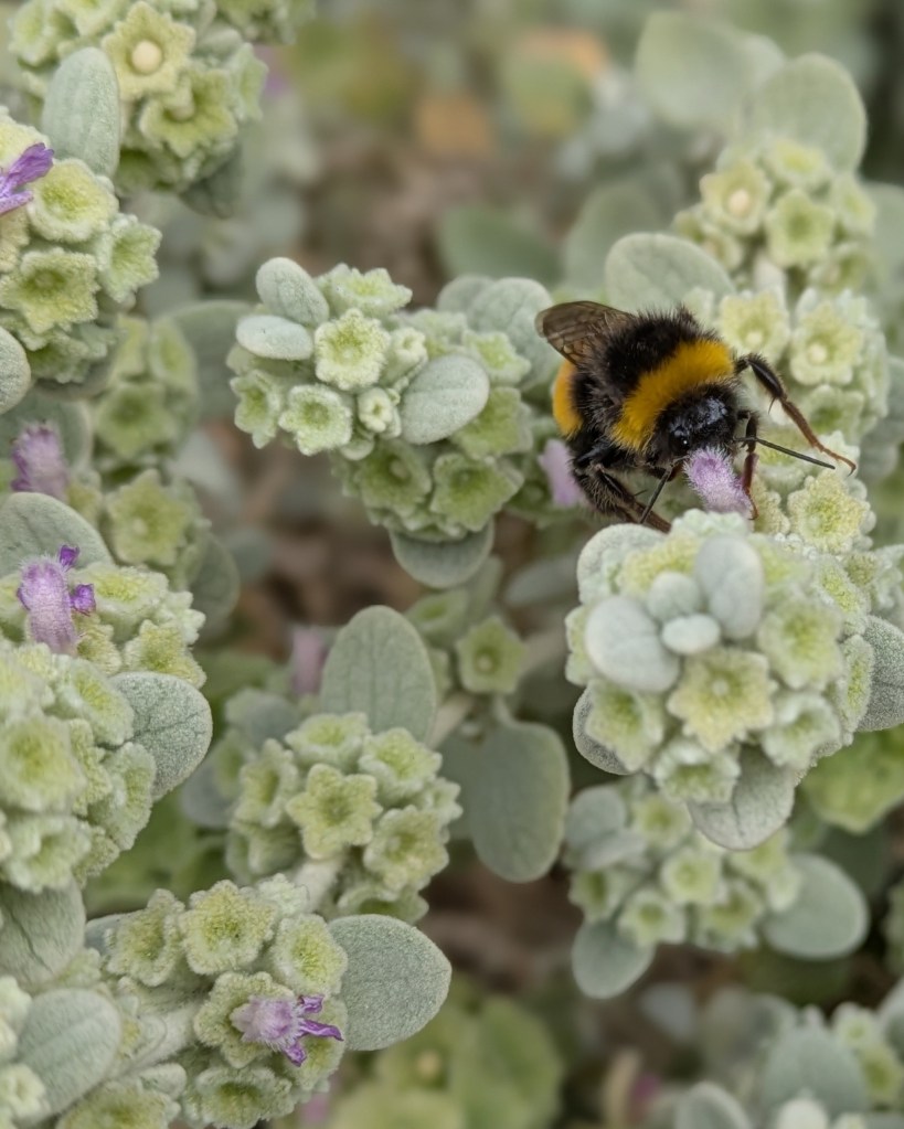 Bee on Pseudodictamnus mediterraneus (formerly Ballota) Bee on Pseudodictamnus mediterraneus (formerly Ballota)