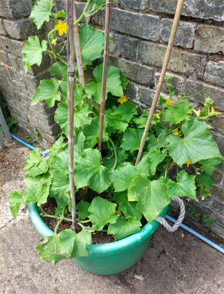 Courgette and squash in large pot